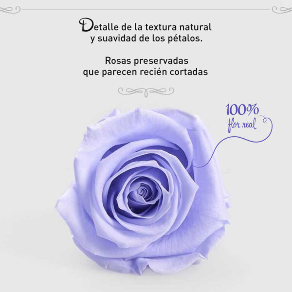 Rosa Preservada de Botón Kiara (Lavanda) - Imagen 4