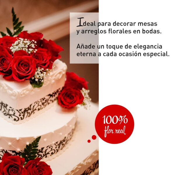 Rosa Preservada de Botón Kiara (Royal Red, Rojo Sangre) - Imagen 3