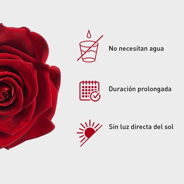 Rosa Preservada de Botón Kiara (Royal Red, Rojo Sangre) - Imagen 4