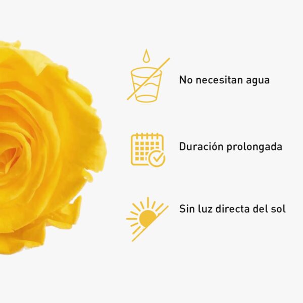 Rosa Preservada de Botón Kiara (Amarillo) - Imagen 4
