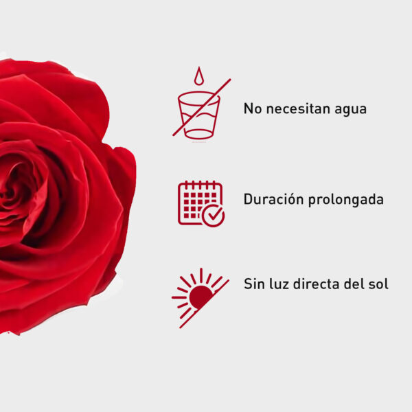 Rosa Preservada de Botón Kiara (Rojo, Vibrant Red) - Imagen 4