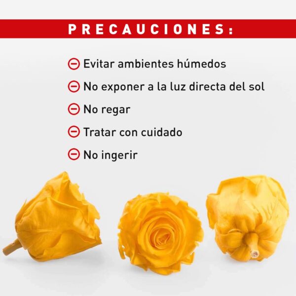 Rosa Preservada de Botón Kiara (Amarillo) - Imagen 5