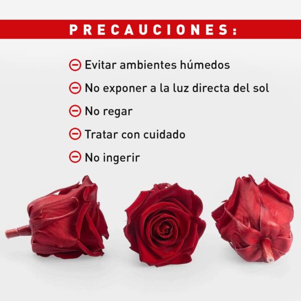 Rosa Preservada de Botón Kiara (Royal Red, Rojo Sangre) - Imagen 5