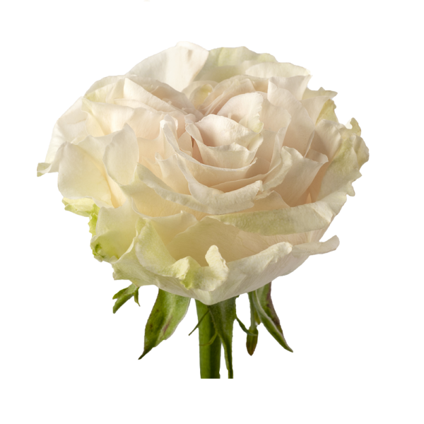 Rosa Cotton X-pression Extra