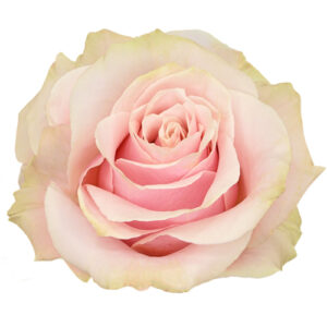 Rosa Pink Mondial