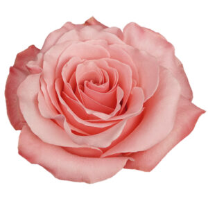 Rosa Be Sweet