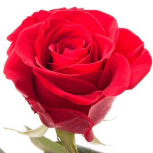 rosa ecuador freedom