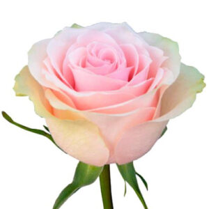 Rosa Frutteto Extra Ecuador