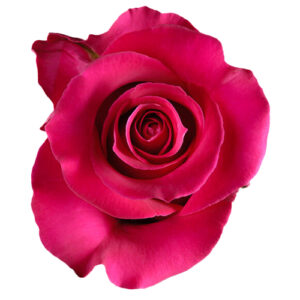 Rosa Gotcha