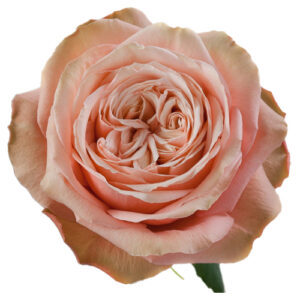 Rosa Kahaka Ecuador