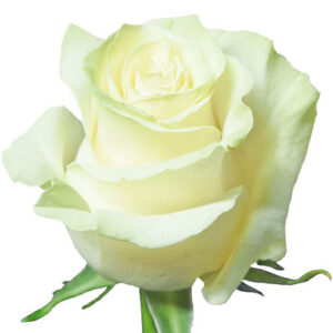 Rosa Mondial Ecuador