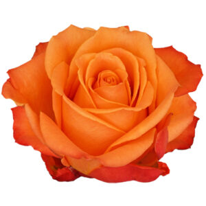 Rosa Orange Crush Ecuador