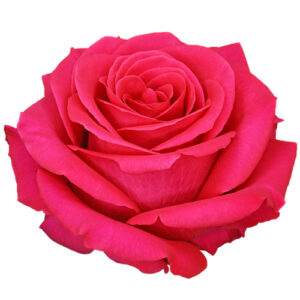 Rosa Pink Floyd Ecuador