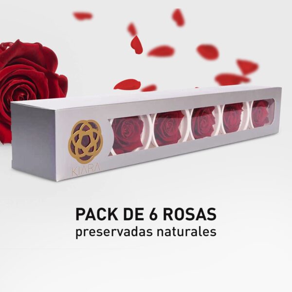 Rosa Preservada de Botón Kiara (Royal Red, Rojo Sangre)