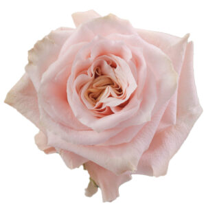 Rosa Shimmer Ecuador