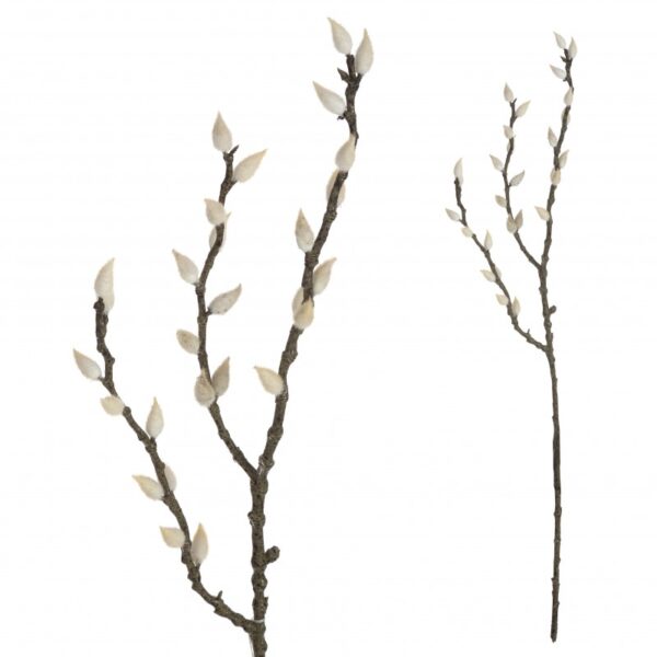 SALIX