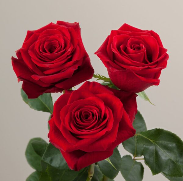 Ramo de Rosas Freedom