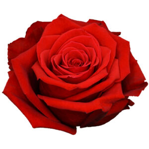 Rosa Freedom Ecuador