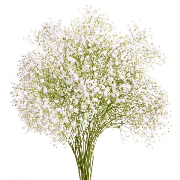 Gypsophila Over Time 1000Gr Natural - Imagen 2