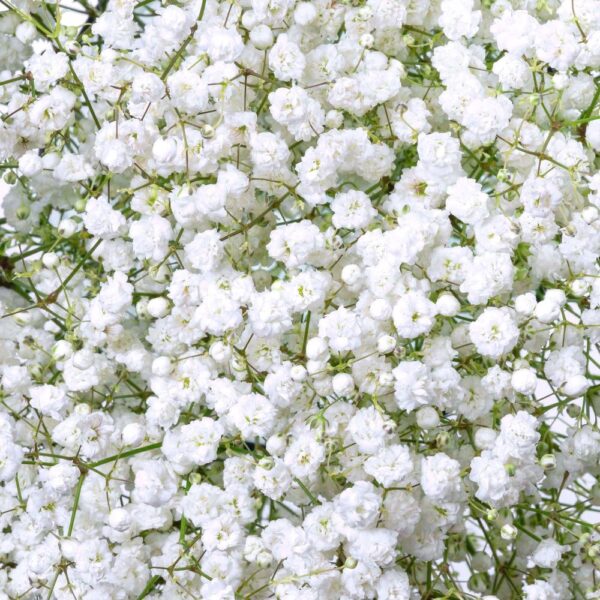 Gypsophila Over Time 1000Gr Natural