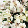 Alstroemeria Perfection