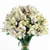 Alstroemeria Plazoletta Blanca