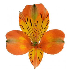 Alstromeria Naranja