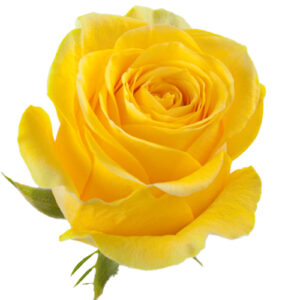 Rosa Brighton Ecuador