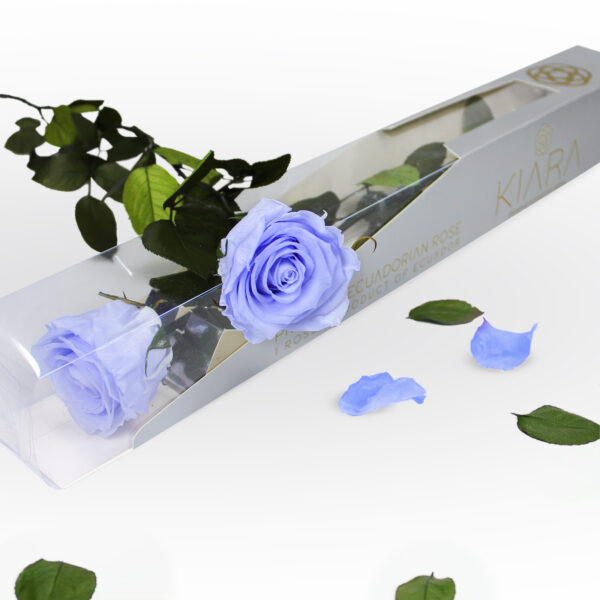 20х Rosa Preservada Cool Lavander con Tallo de 55cm Kiara - Imagen 2