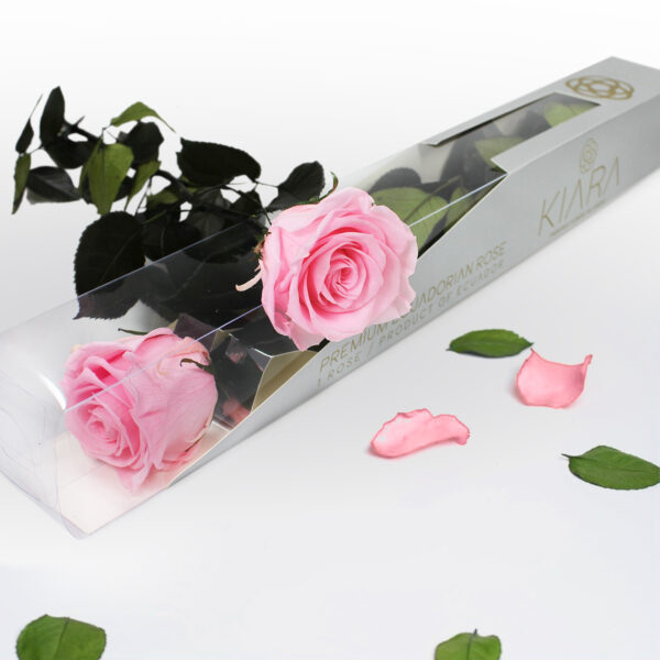 20х Rosa Preservada Rosa con Tallo de 55cm Kiara - Imagen 2