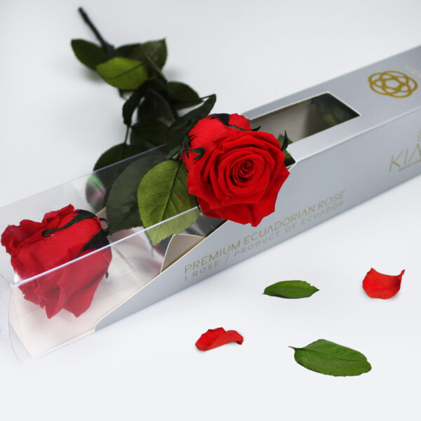 20х Rosa Preservada Roja Vibrante con Tallo de 55cm Kiara - Imagen 2
