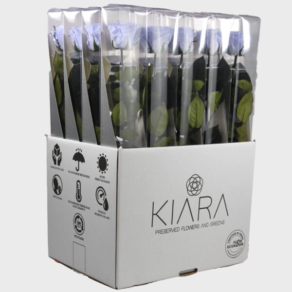 20х Rosa Preservada Cool Lavander con Tallo de 55cm Kiara