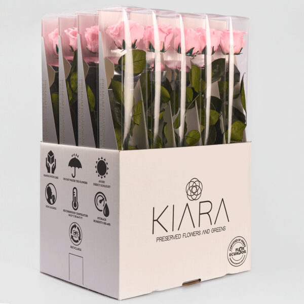 20х Rosa Preservada Rosa con Tallo de 55cm Kiara