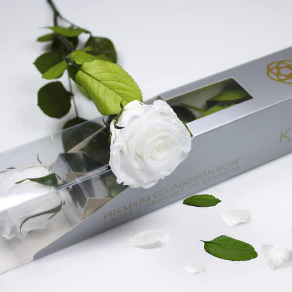 20х Rosa Preservada Blanca con Tallo de 55cm Kiara - Imagen 2