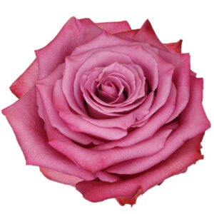 Rosa Kendal Extra Colombia