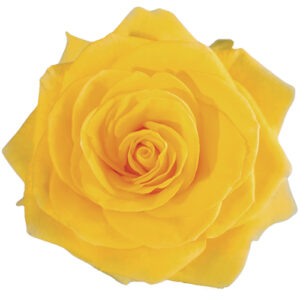 Rosa Summer Romance