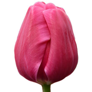 Tulipan Carola Rosa