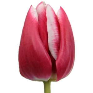 Tulipan Debutante Rojo Blanco
