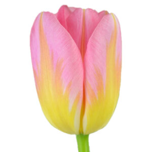Tulipan Tom Pouce Rosa Amarillo