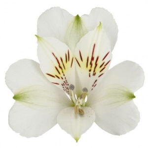 Alstromeria Blanca