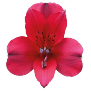 Alstromeria Perfection Roja