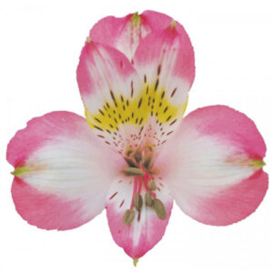 Alstromeria Perfection Rosa