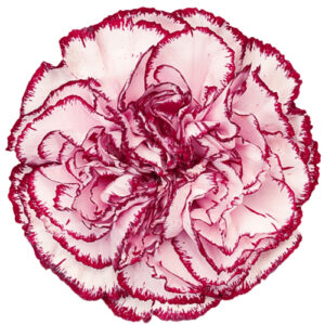 Clavel Fancy Blanco Morado