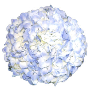 Hortensia Premium Azul Colombia