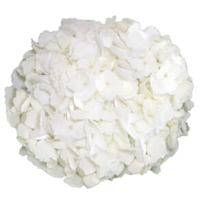 Hortensia Premium Blanca Colombia