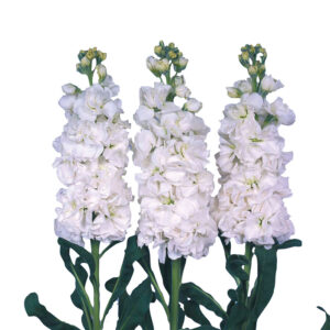 Matthiola Blanca España