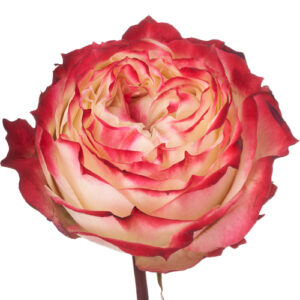 Rosa Aplle Jack