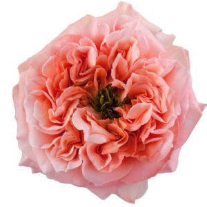 Rosa Mandarin X Pression