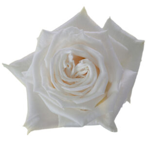 Rosa Playa Blanca