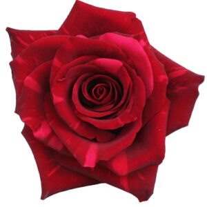 Rosa Red Panther